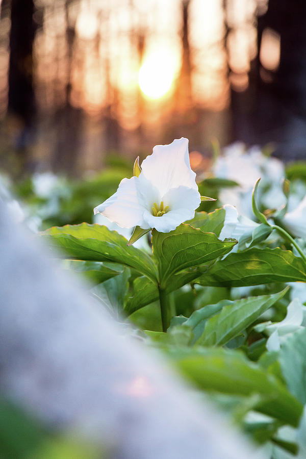 Trillium  #1 Photograph by Lee and Michael Beek