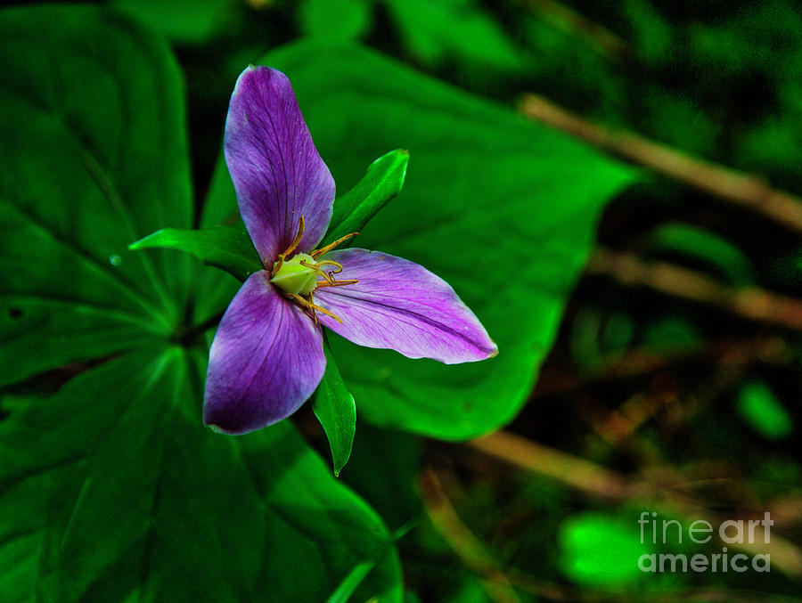 Trillium -Trillium ovatum- in the forest #1 Photograph by Bruce Block