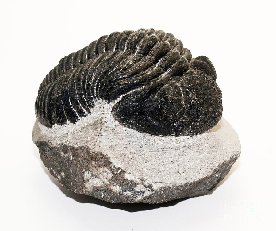 Trilobite Fossil, Drotops Megalomanicus #1 Photograph by Scott Camazine