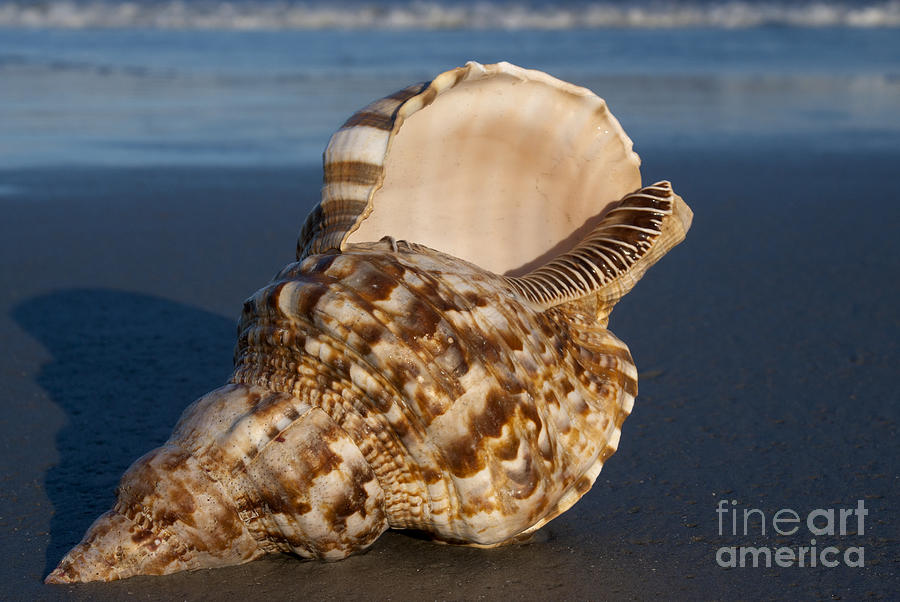 Triton shell #1 Photograph by Anthony Totah