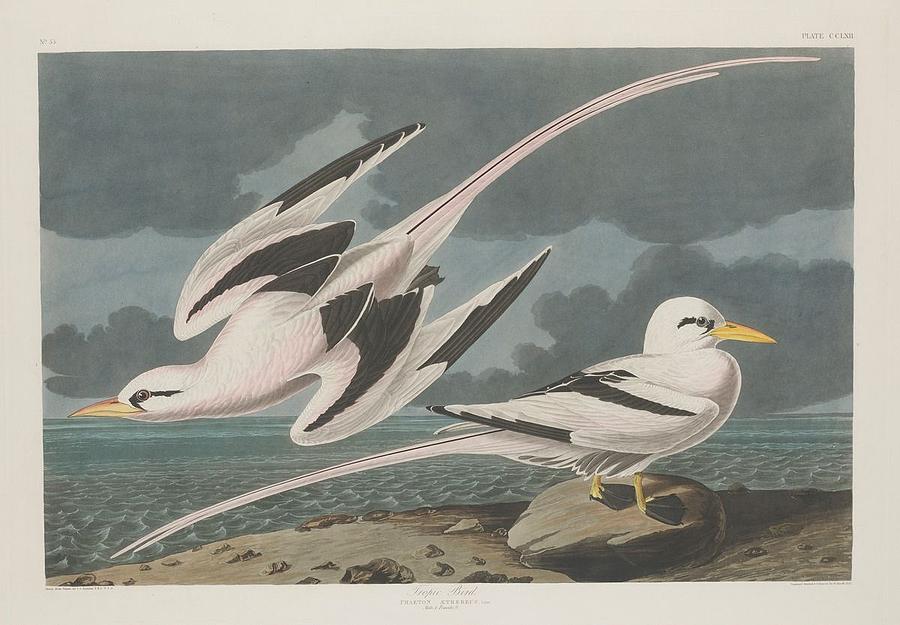 John James Audubon Drawing - Tropic Bird #1 by Dreyer Wildlife Print Collections 