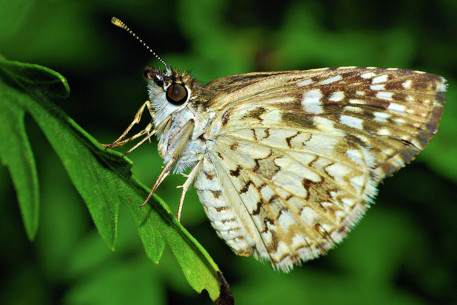 Tropical Checkered Skipper #1 Photograph by Larah McElroy