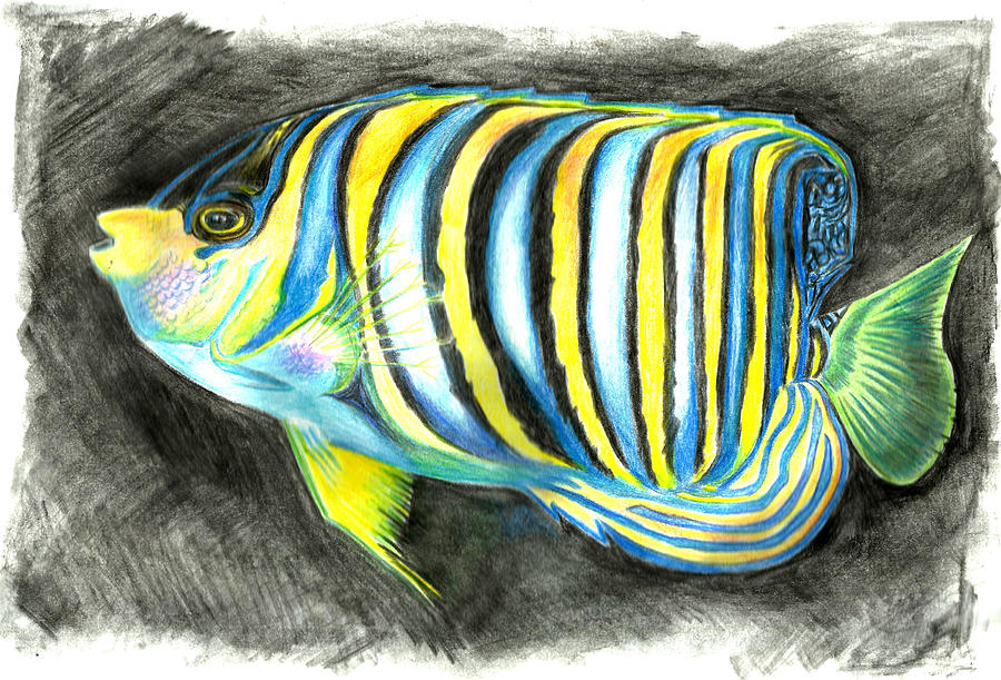 tropical fish drawing in pencil