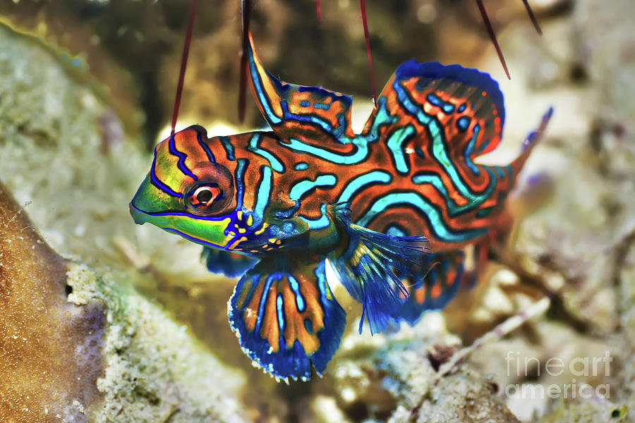Tropical fish Mandarinfish #1 Photograph by MotHaiBaPhoto Prints