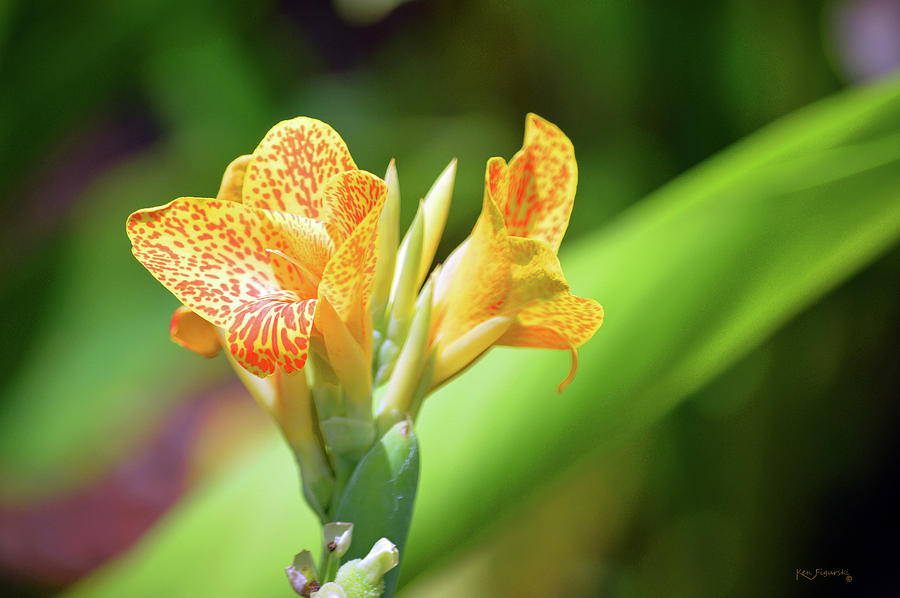 Tropical Flower 4 Photograph by Ken Figurski