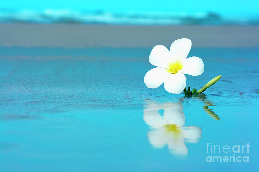 Tropical flower on the beach #1 Photograph by MotHaiBaPhoto Prints