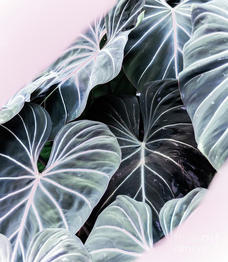 Tropical Foliage Photograph