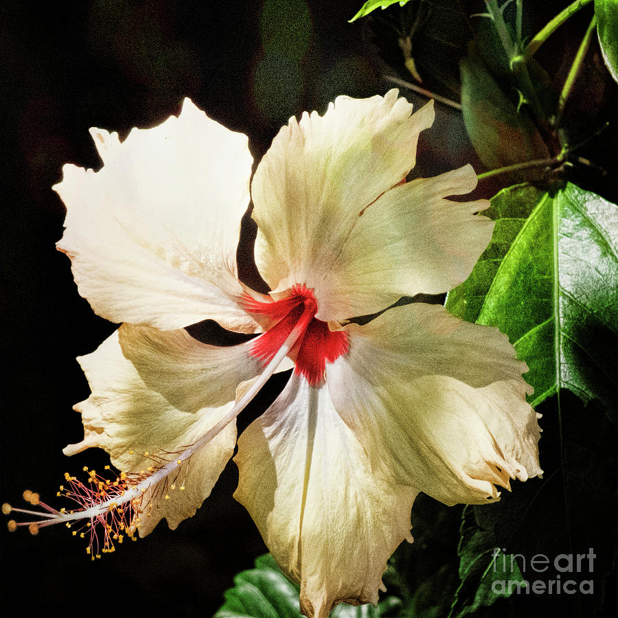 Tropical Hibiscus #1 Photograph by Karen Lewis