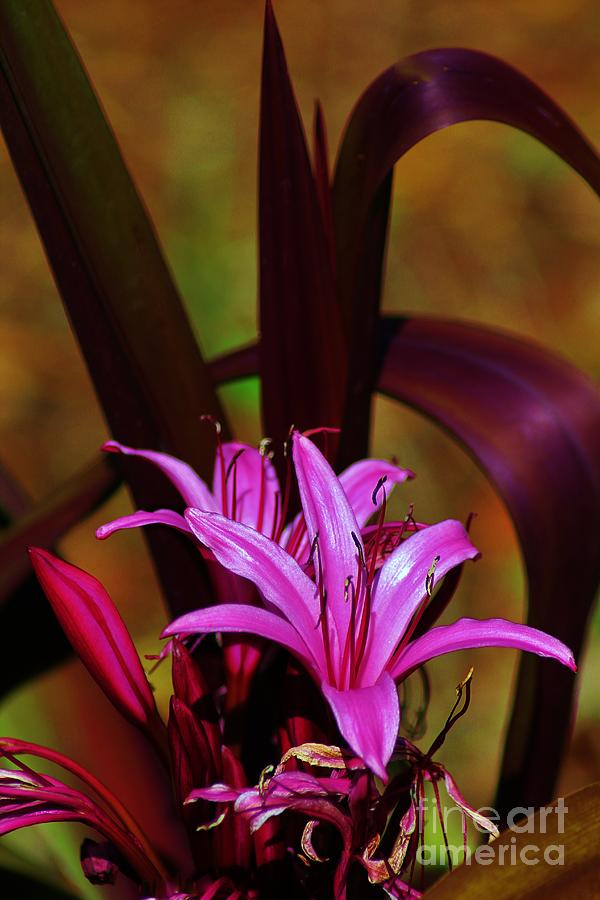 Tropical Lily #1 Photograph by Craig Wood