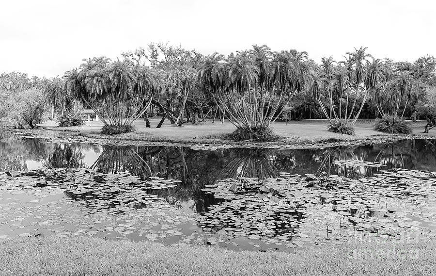Tropical Oasis, Black and White #1 Photograph by Liesl Walsh