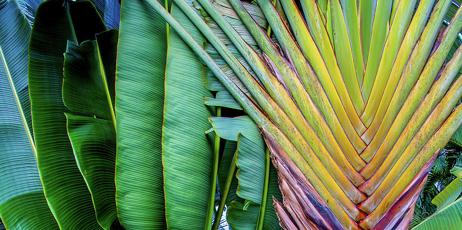 Tropical Palms #1 Photograph by Mark Dahmke