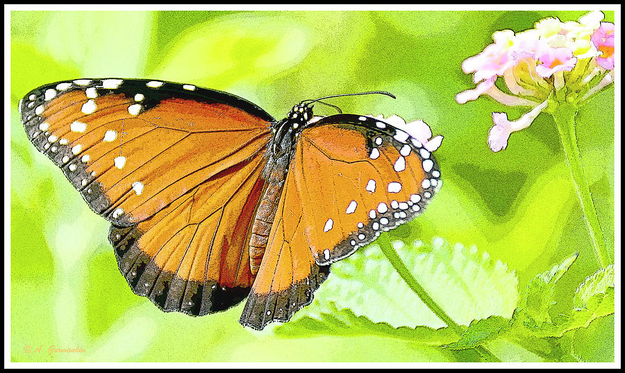 Tropical Queen Butterfly Framing Image #1 Photograph by A Macarthur Gurmankin