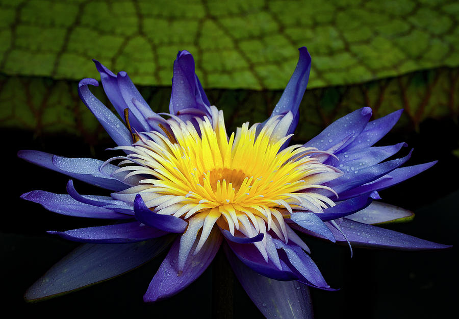 Tropical Water Lily #2 Photograph by Jean Noren