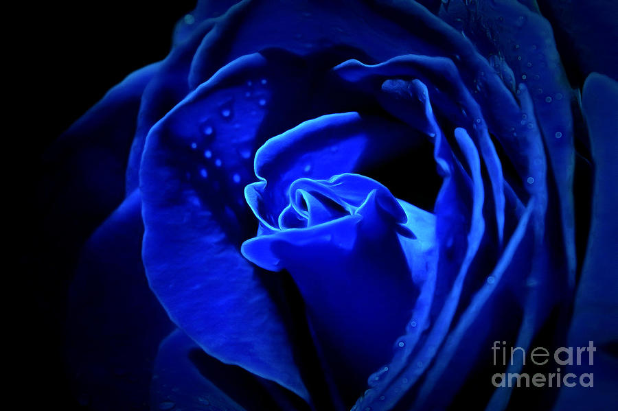 Flower Photograph - True Blue #2 by Krissy Katsimbras