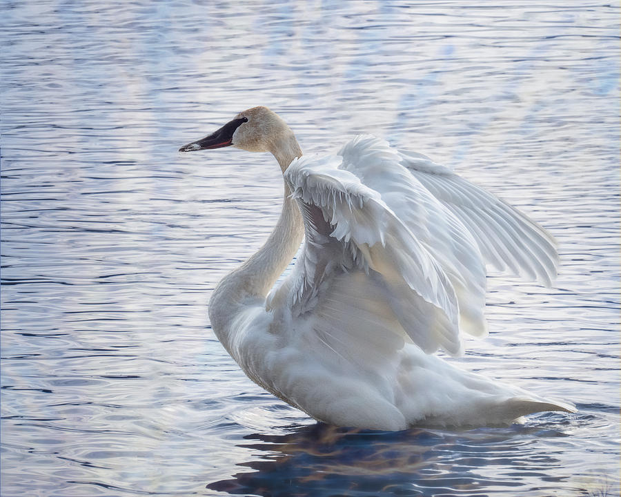 Trumpeter Swan Display #1 Photograph by Patti Deters