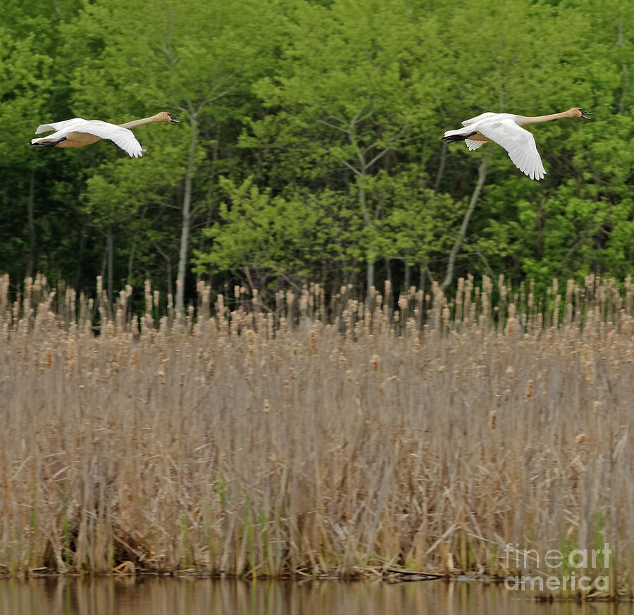 Trumpeting Trumpeter Swan #1 Photograph by Natural Focal Point Photography