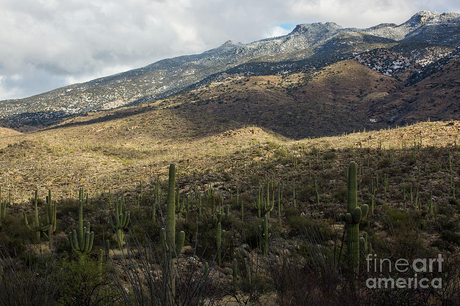 Tucson Landscape Photograph