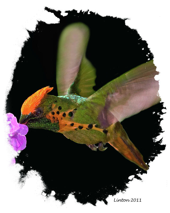 Tufted Coquette Hummingbird Photograph by Larry Linton Tufted Coquette Hummingbird Photograph by Larry Linton