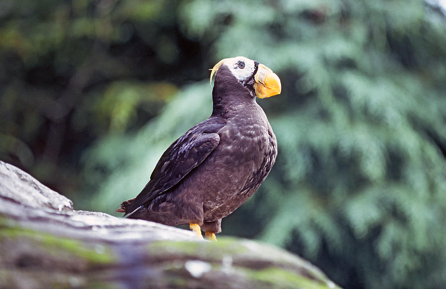 Tufted Puffin #1 Photograph by Buddy Mays