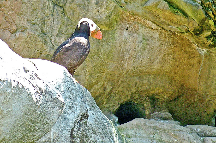 Horned Puffin in Oregon Coast Aquarium in Newport, Oregon Photograph by Ruth Hager