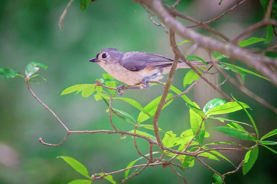 Tufted Titmouse In The Wilds Of South Carolina #1 Photograph by Alex Grichenko