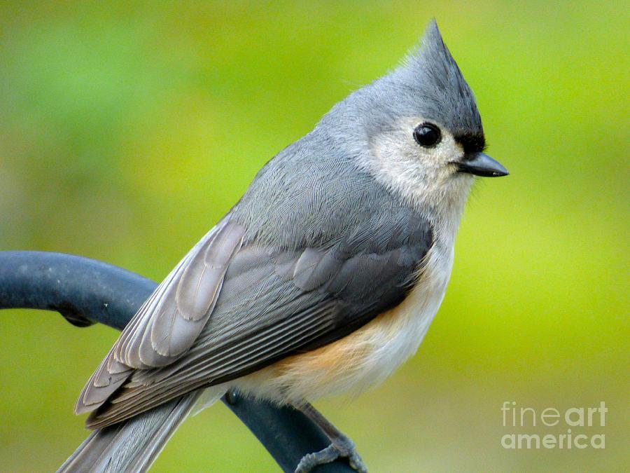 Tufted Titmouse #1 Photograph by Jean Wright