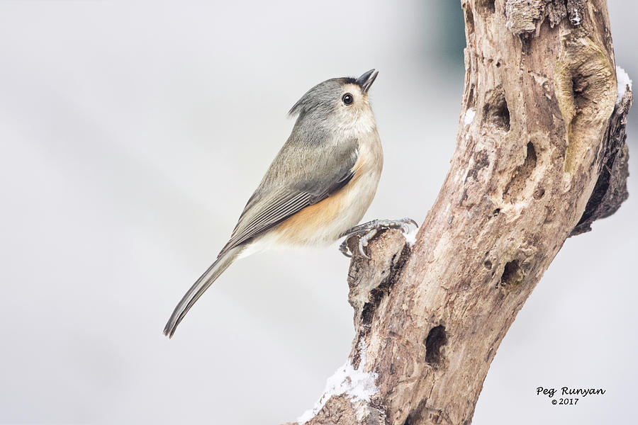 Tufted Titmouse #1 Photograph by Peg Runyan