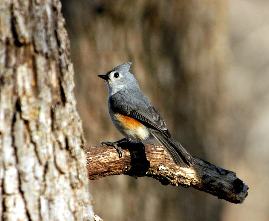 Tufted Titmouse on Branch Photograph by Sheila Brown