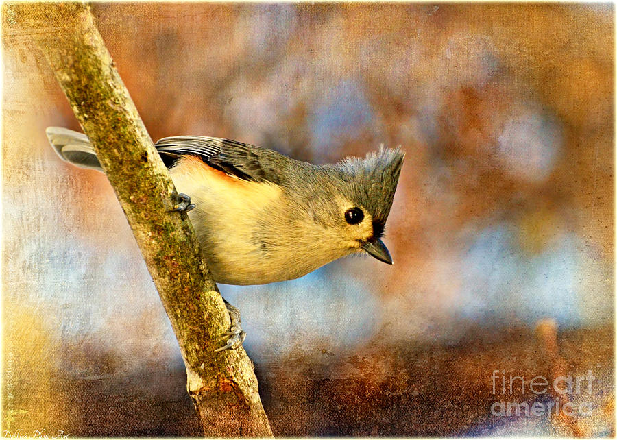 Tufted Titmouse with texture #1 Photograph by Debbie Portwood