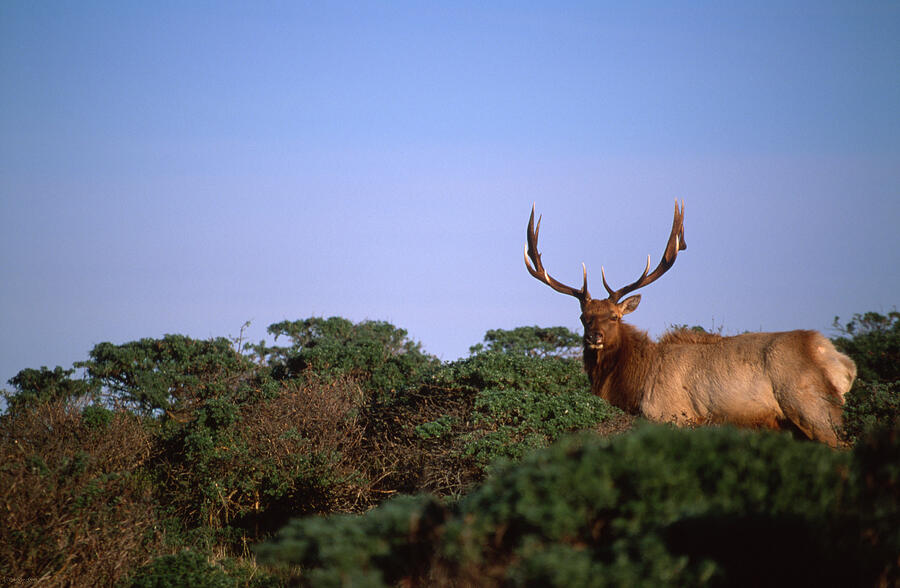Tule Elk Photograph