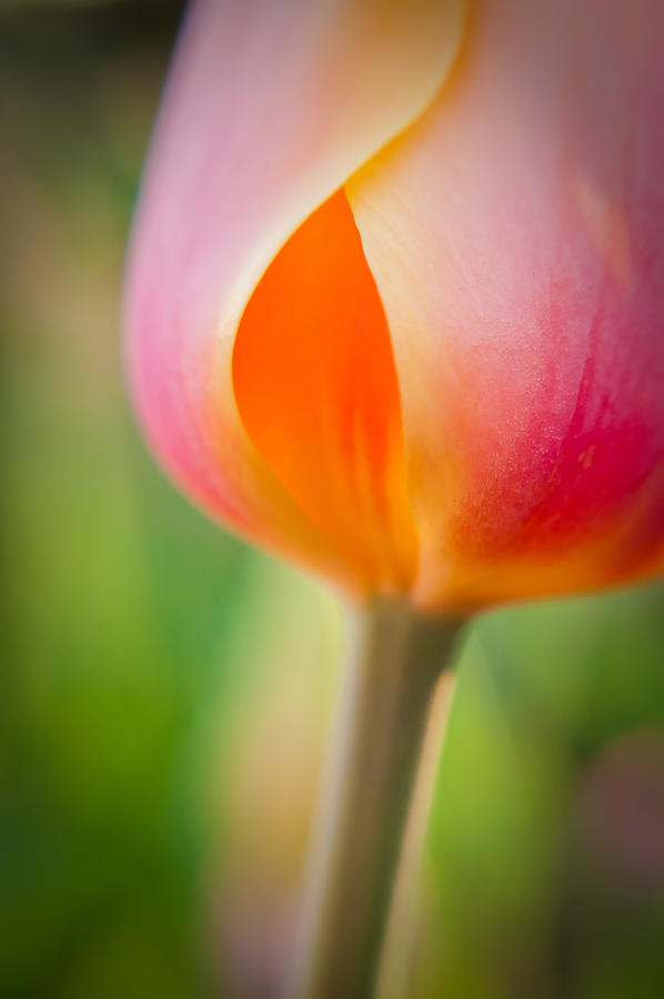 Tulip-2 #1 Photograph by Joye Ardyn Durham