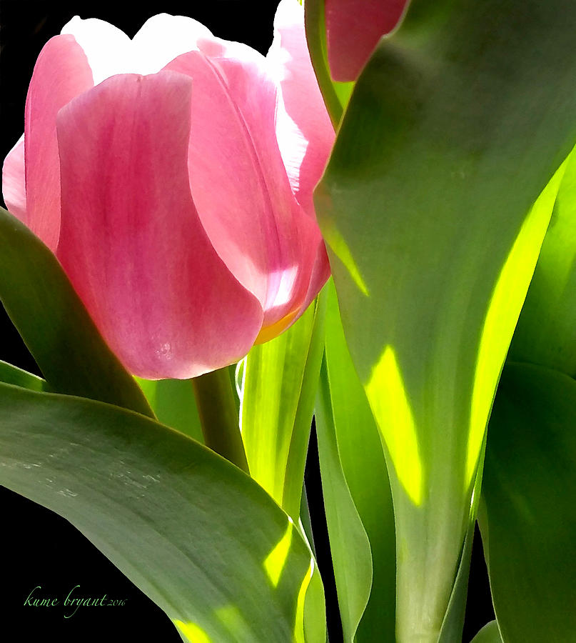 Tulip 2 #2 Photograph by Kume Bryant