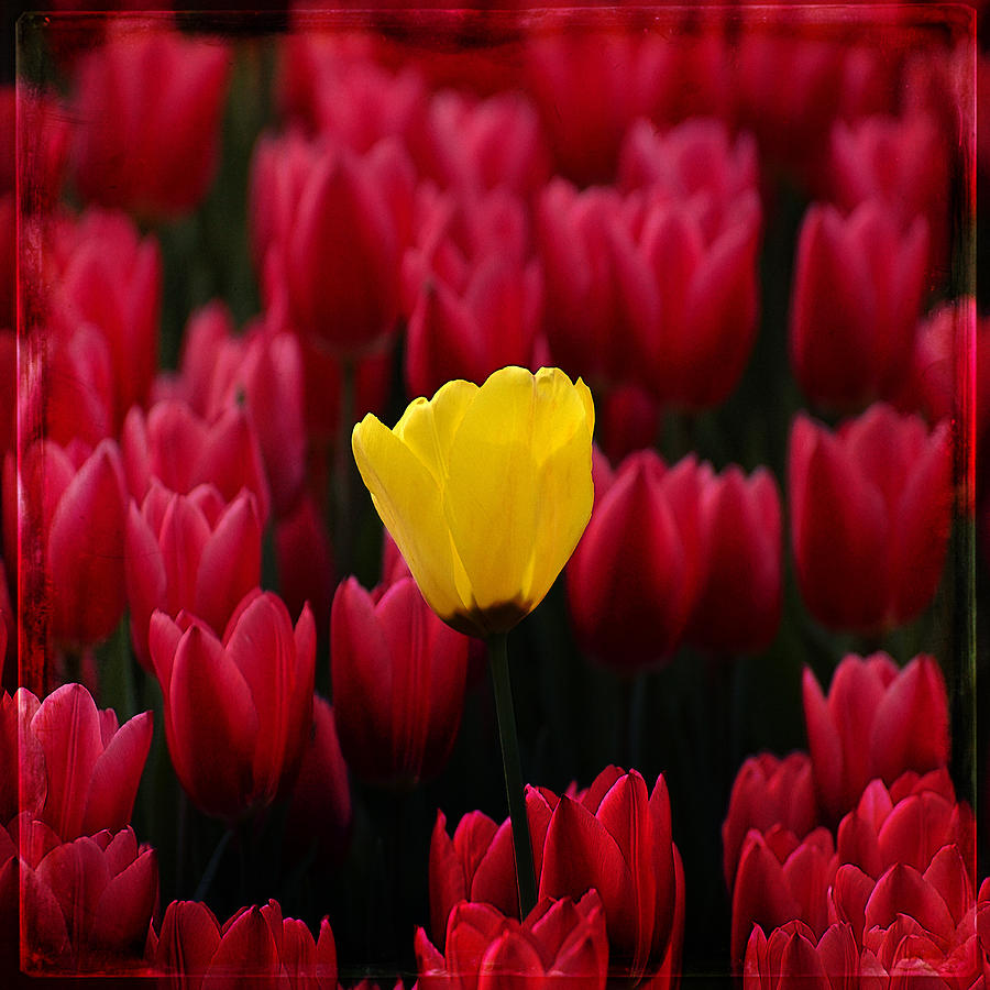 Flower Photograph - Tulip 8 by Ingrid Smith-Johnsen