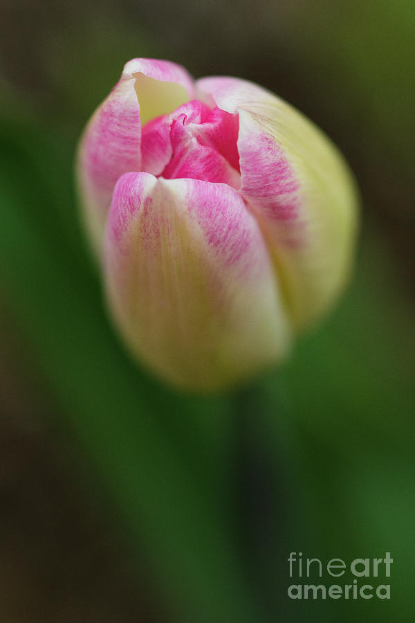 Tulip #1 Photograph by Alana Ranney
