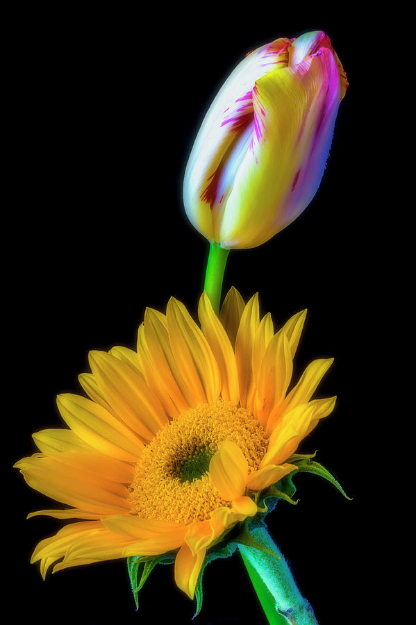 Tulip And Sunflower #1 Photograph by Garry Gay