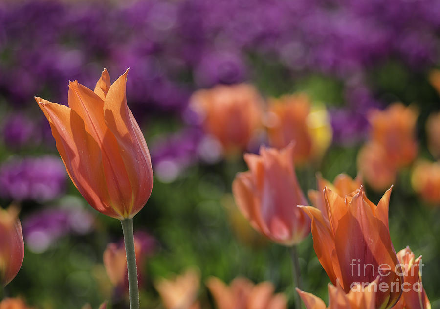 Tulip Art #1 Photograph by Nick Boren