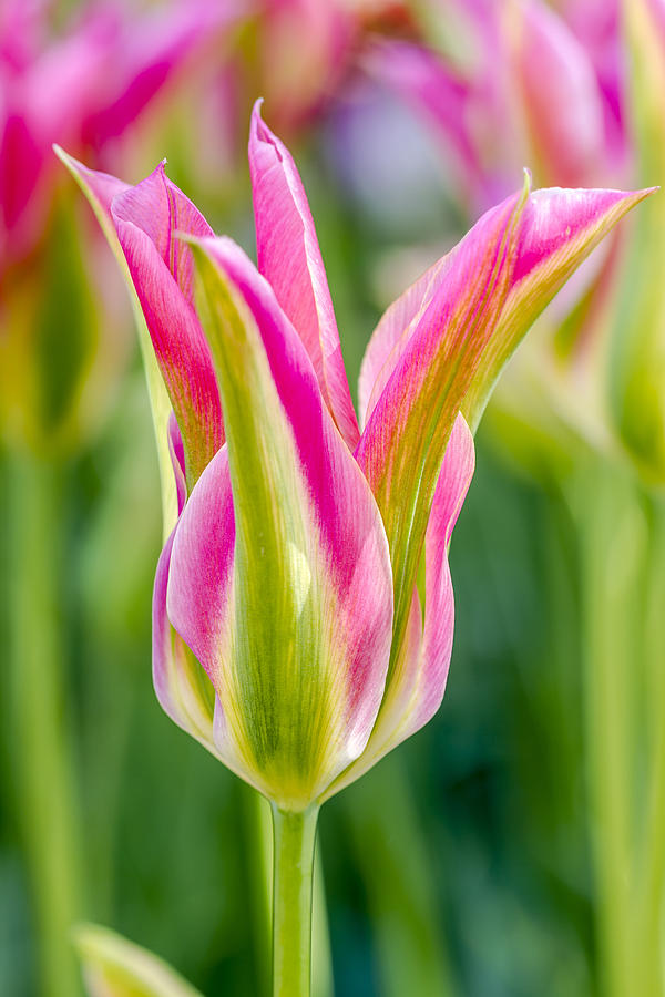 Tulip Beauty #1 Photograph by Teri Virbickis
