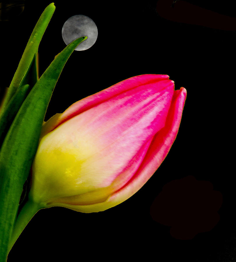 Tulip #2 Photograph by Dennis Dugan