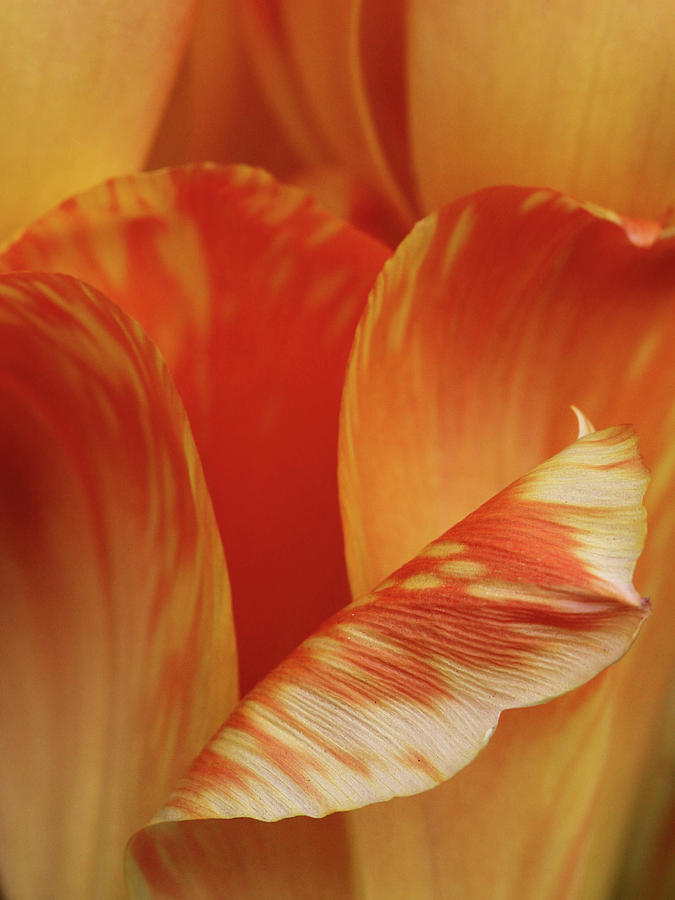 Tulip Detail #2 Photograph by Inge Riis McDonald