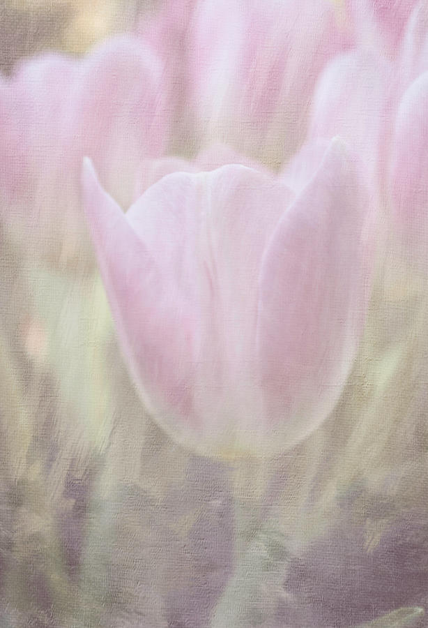 Tulip Dream #2 Photograph by Arlene Carmel