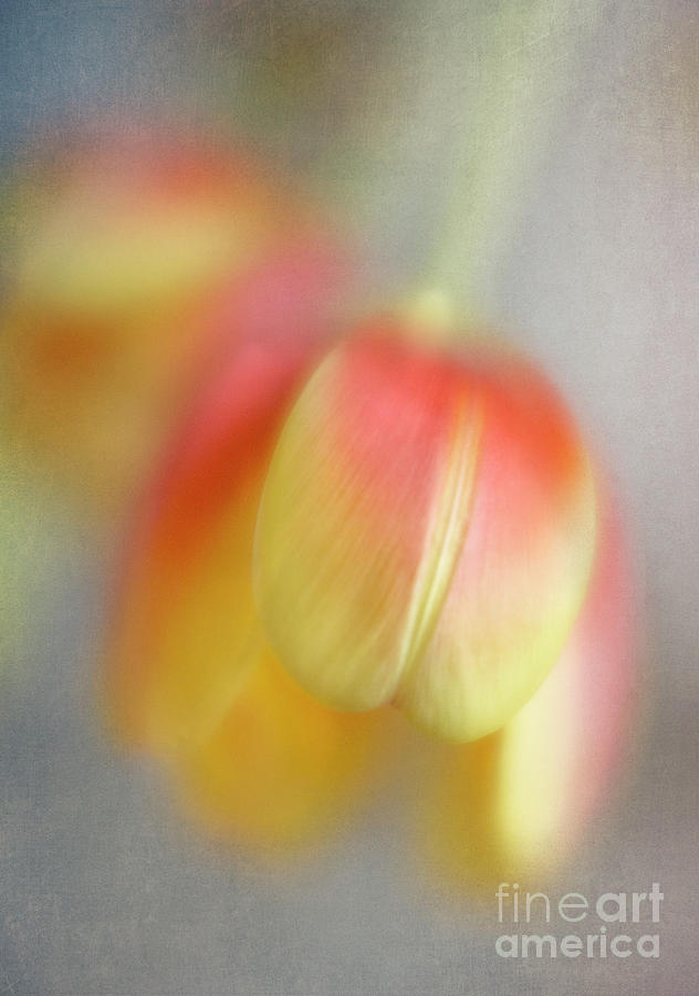 Tulip 2 Photograph by Elena Nosyreva