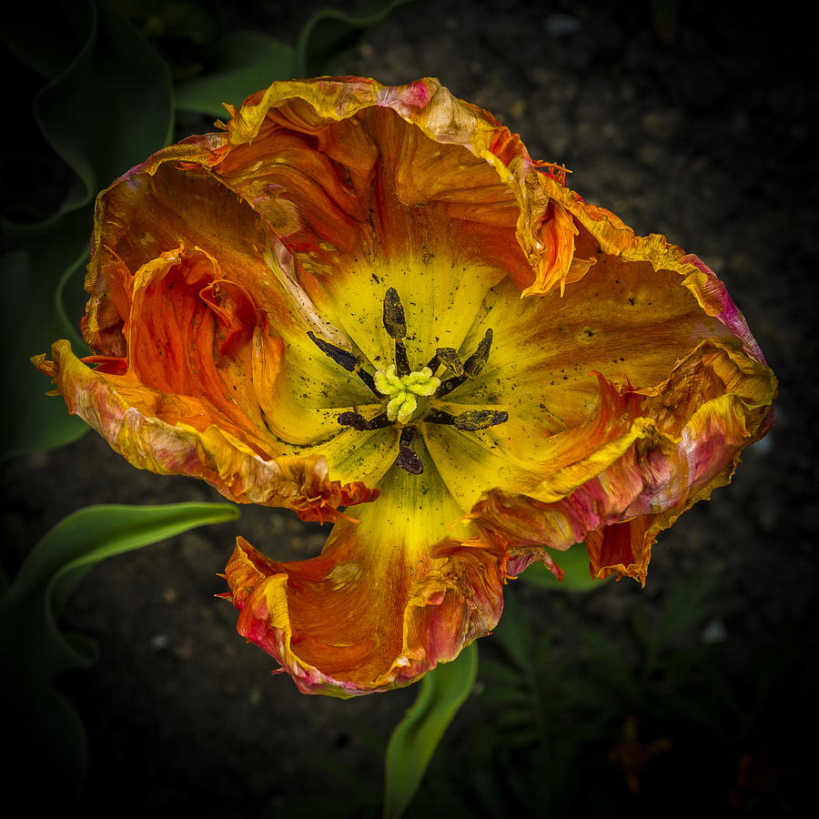 Tulip #1 Photograph by Elmer Jensen