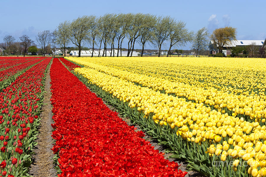 tulip field in North Holland during spring Photograph by John Maletski ...