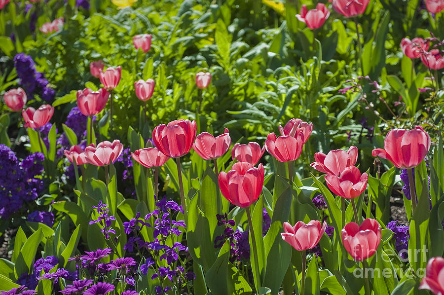 Tulip Field Pink and White #1 Photograph by David Zanzinger