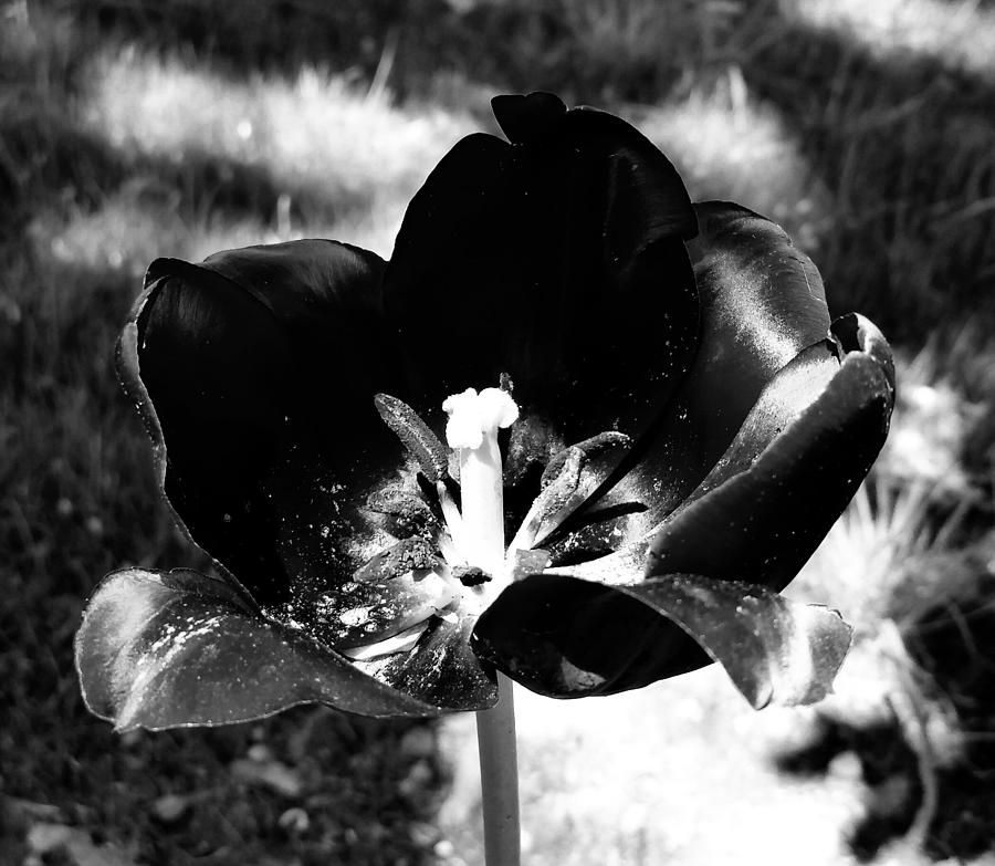 Tulip Flower #1 Photograph by Belinda Cox