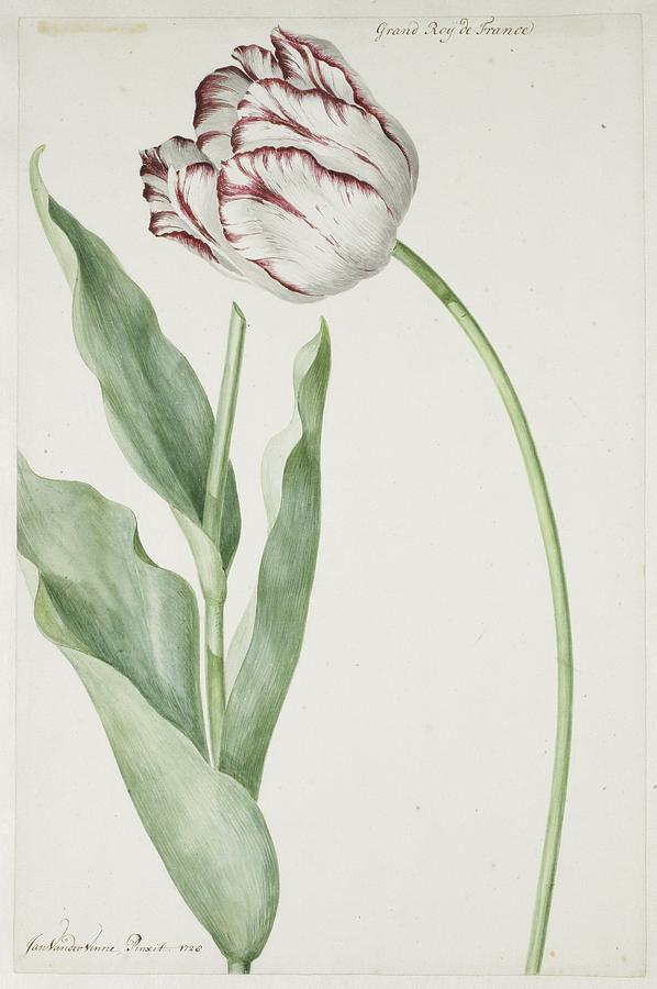Tulip Grand Roy de France #1 Painting by Jan Laurensz