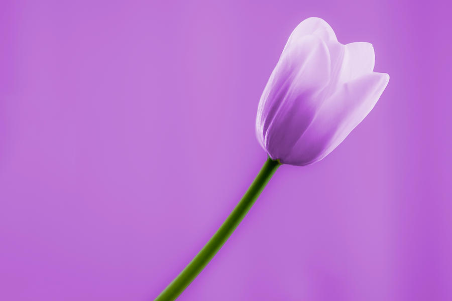 Tulip in purple #1 Digital Art by Wolfgang Stocker