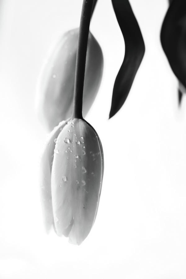 Tulip #1 Photograph by Mountain Dreams