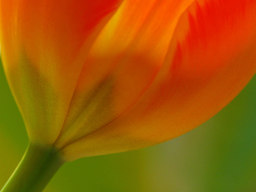 Tulip #1 Photograph by Juergen Roth