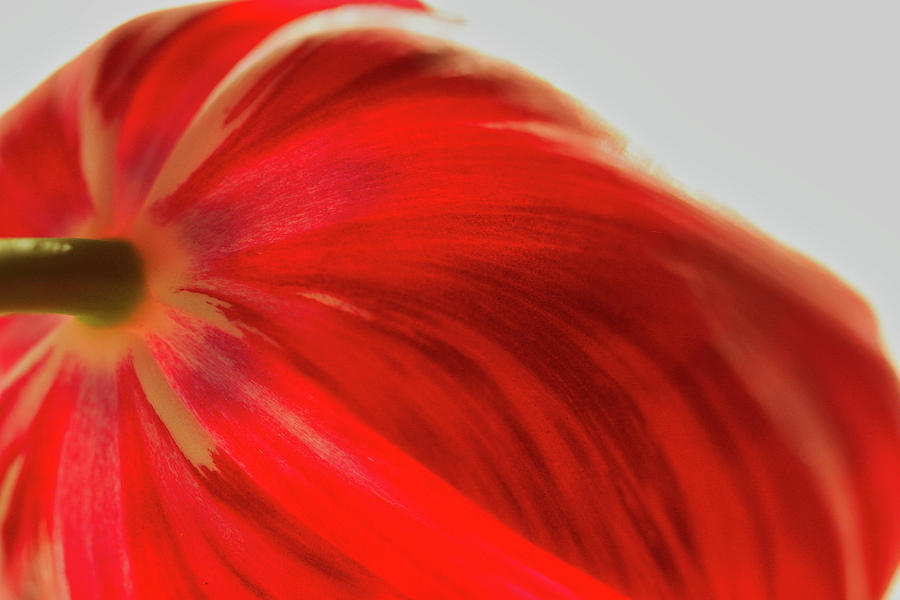 Tulip #1 Photograph by Kevin Schwalbe